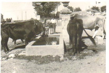 Fuente y animales en Buniel.