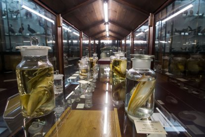 Hay ejemplares que, desde finales del siglo XIX y principios del XX se conservan en formol. Aquellas botellas amarillas son antiguas, amarillean con el paso del tiempo. Las que tienen un tono blanco son mas modernas y se han renovado con etanol.