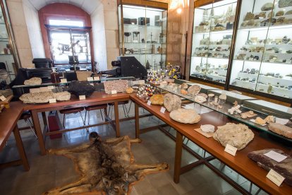 Zona con huellas fósiles que formarán parte de la próxima exposición de pieza del mes que organiza el Museo para acercar el contenido de la instalación a los alumnos.