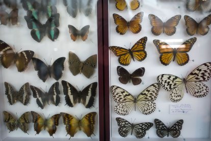Colección de mariposas donde ya se ha trabajado en la actualización de cartelería y base de datos. Cada uno de los elementos del museo tiene una identificación, fecha, taxonomía que puede cambiar con el paso de los años.
