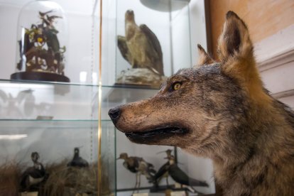 Hay una gran cantidad de animales disecados como este lobo, fruto de donaciones y colaboraciones del pasado que hoy se usan para mostrar la diversidad de la naturaleza.