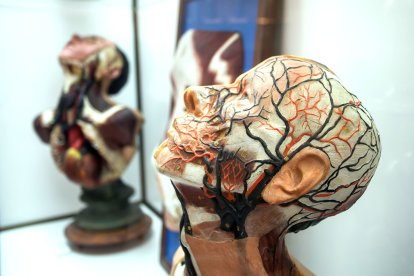 Algunas reconstrucciones y maquetas para el estudio del cuerpo humano se pudieron ver en una exposición abierta al público en el Monasterio de San Juan.