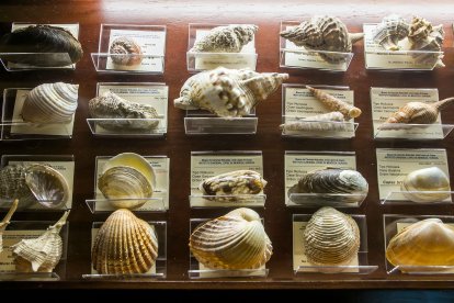 La colección del Museo de Ciencias Naturales del Mendoza se somete a revisión constante para cambiar soportes que pueden contaminar las piezas, actualizar el estudio de las especies, que cambia a lo largo de los años, o sustituir la cartelería y etiquetas si no se pueden restaurar.