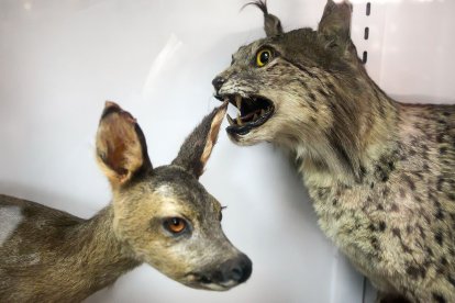 El paseo por el Museo de Ciencias Naturales del Mendoza es un viaje a diferentes ecosistemas y una oportunidad para conocer animales de diferentes continentes.