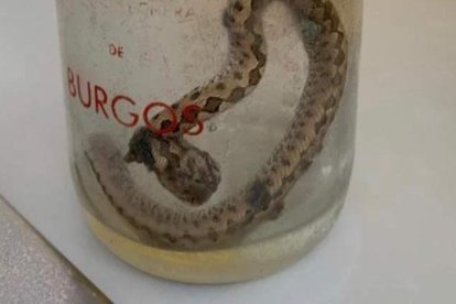 Los pacientes que acuden a urgencias a veces llevan el ejemplar en un tarro.