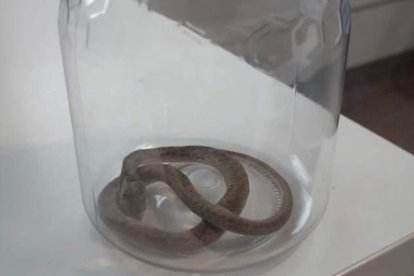 Los pacientes que acuden a urgencias a veces llevan el ejemplar en un tarro.