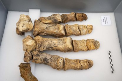 Mano de hipopótamo de Gran Dolina. 