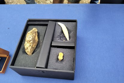 Restos de oso de la Sala de los Cíclopes. 