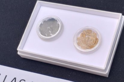 Granos de cereal de los primeros agricultores de la región. En negro los granos de hace 7.300 años hallados en Portalón. En color tostado granos que hoy crecen junto al yacimiento.