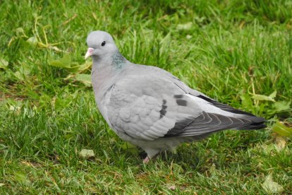 Ejemplar de paloma zurita, más pequeña que la bravía y la torcaz.