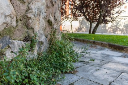 Vegetación en crecimiento en el lienzo de la muralla de Burgos.