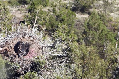 Pollo de buitre negro nacido en 2023 en el valle del Arlanza