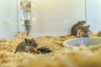 Muchos aspectos de la ley están pendientes de un reglamento que lo desarrolle como el listado positivo de animales silvestres y exóticos.