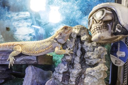 Los reptiles son animales exóticos y algunos necesitas un registro especifico. Las especies exóticas invasora no podrán ser animales de compañía.