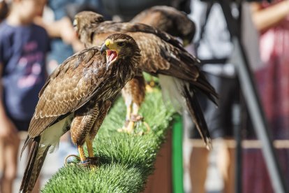 Instante de la celebración del I Torneo de Lucha Medieval.