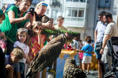 Instante de la exhibición de aves de Burgos Cidiano 2023.