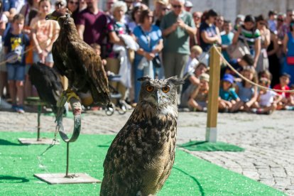 Instante de la exhibición de aves de Burgos Cidiano 2023.