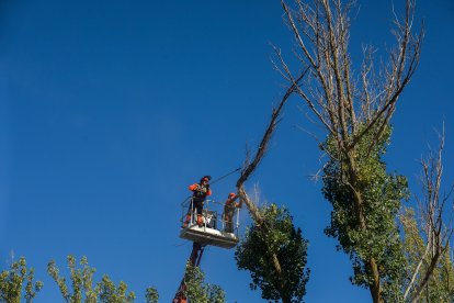 Dos trabajadores de Jardines de Burgos subidos a una grúa para podar las copas de los chopos en el parque de La Quinta.