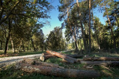 Troncos cortados en el parque de La Quinta de Burgos.