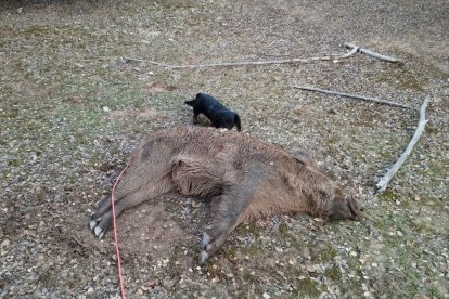 El coche impactó contra este jabalí
