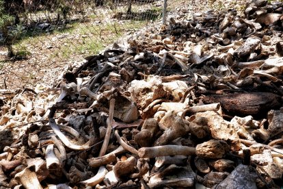 Restos óseos de animales.