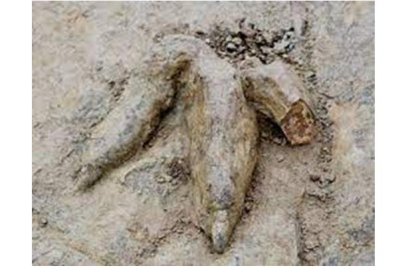 Detalle de las huellas en tres dimensiones de Atila.