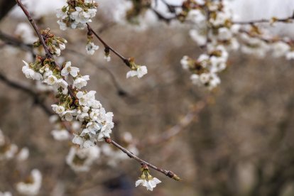 Los cerezos en flor tiñen de blanco el Valle de las Caderechas.
