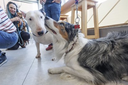 Ares es el compañero de Estíbaliz imagen del Logo del grupo.