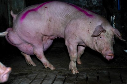 Pruebas recabadas por el Observatorio de Bienestar Animal en Arauzo de Torre.