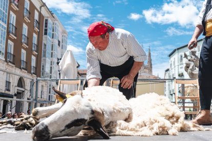 El esquileo vuelve a la Flora.