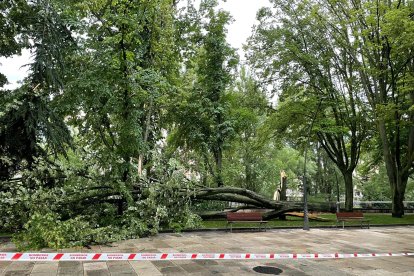 La tormenta también derribó árboles.