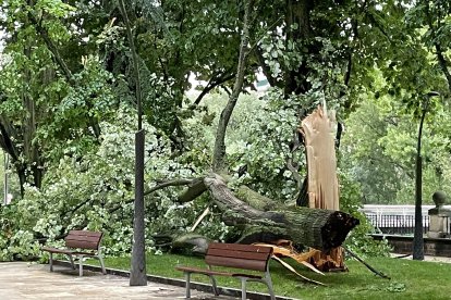 La tormenta también derribó árboles.