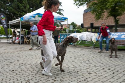 Monográfica 2024 del Club Español de Amigos del Perro Perdiguero de Burgos.