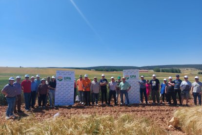Campos de ensayo de UPA en Castrillo de Solarana.