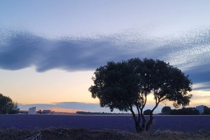 El atardecer es un momento mágico en los campos de lavanda.