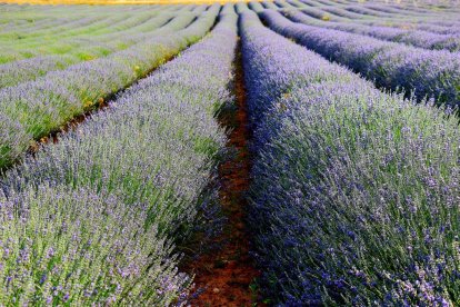 La floración de la lavanda se produce en el mes de junio