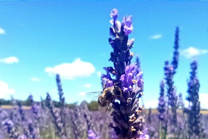 El zumbido de las abejas es uno de los atractivos que se suman a la belleza de los campos.
