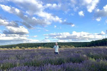 Los campos de lavanda se extiende por localidades como Mecerreyes.