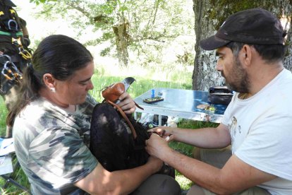 Colocación de un emisor GPS a un buitre negro.