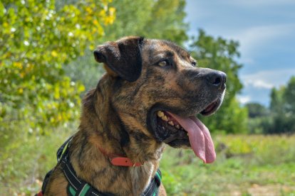Pepe sufrió malos tratos, es todo corazón, pero necesita cariño. Se encuentra en adopción en Tarazona, Zaragoza