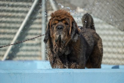 Pepe, espera encontrar familia en la Fundación CANYA de Cádiz