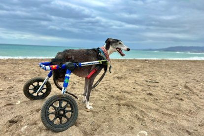 Moon, salvó su vida después de que la atropellaran y abandonaran. Está en BichosRaros.org.