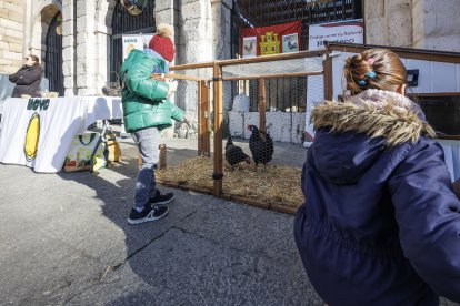 Ejemplares de gallina negra castellana en la plaza de San Juan.