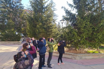 Observación de aves en parques urbanos.