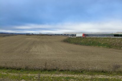 Campo de cultivo afectado por la plaga de conejos en el municipio burgalés de Villaldemiro.