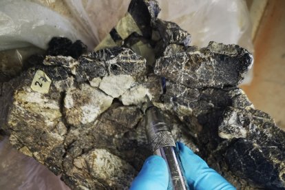 El meticuloso trabajo de restauración de piezas con millones de años es clave para su conservación.