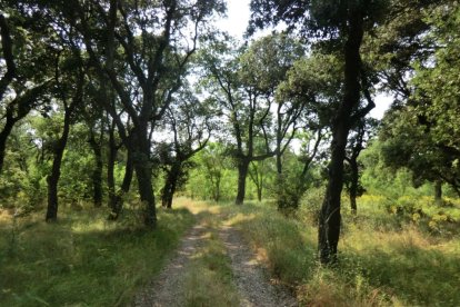Bosque de Villafría.