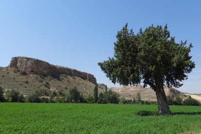 Sabina Fuente de la Pisadera