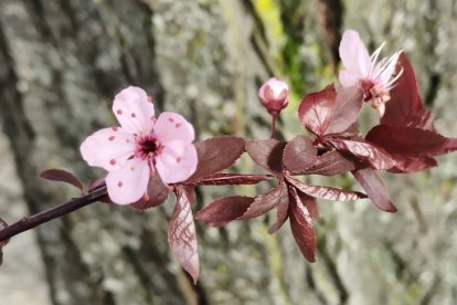 Detalle de la flor del ciruelo de jardín.