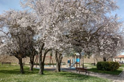 Ciruelo de jardín en el barrio de Las Huelgas.